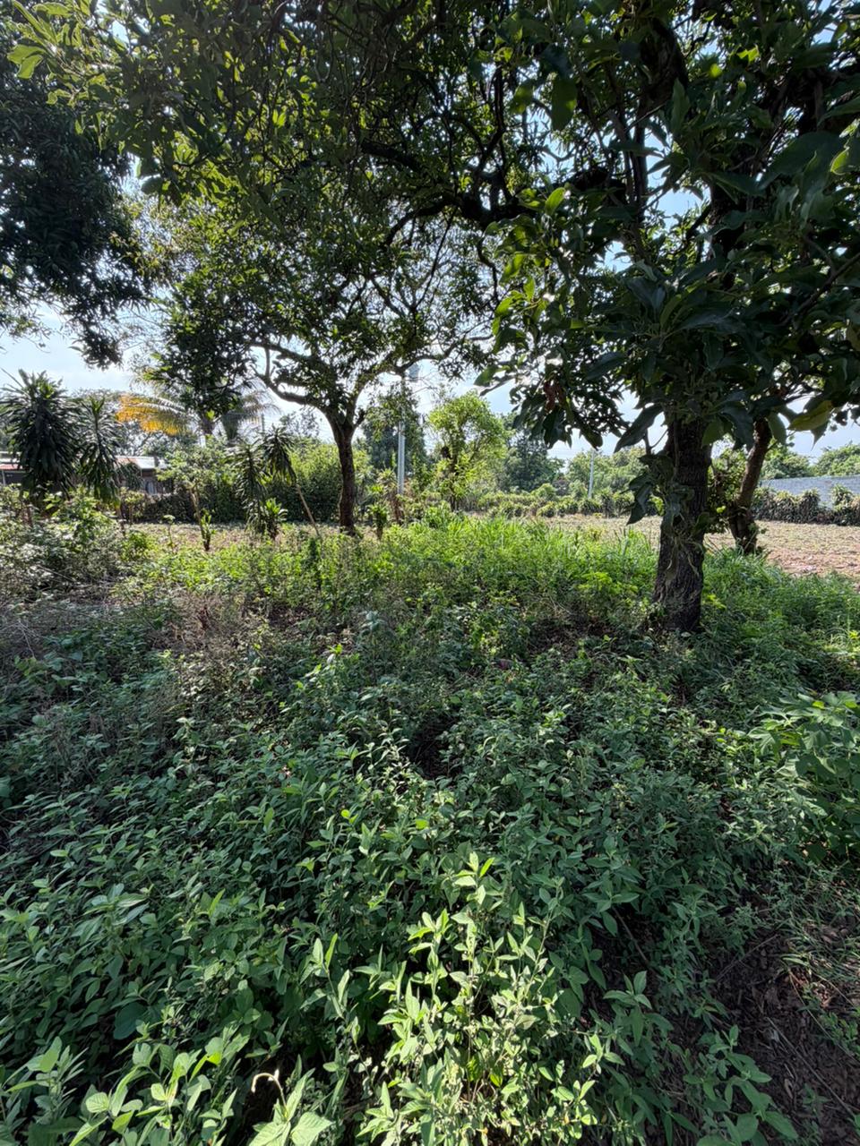 LOTE EN VENTA COLONIA CRISTALES-SANTA ANA CERCA DE REDONDEL LA CEIBA