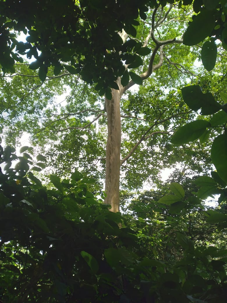 37.5 manzanas de oportunidad en Ahuachapán, Apaneca, Taltapanca. 1000msnm