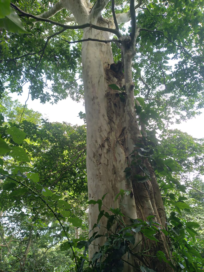 37.5 manzanas de oportunidad en Ahuachapán, Apaneca, Taltapanca. 1000msnm