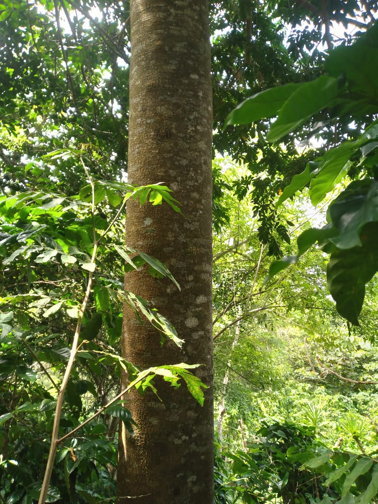 37.5 manzanas de oportunidad en Ahuachapán, Apaneca, Taltapanca. 1000msnm