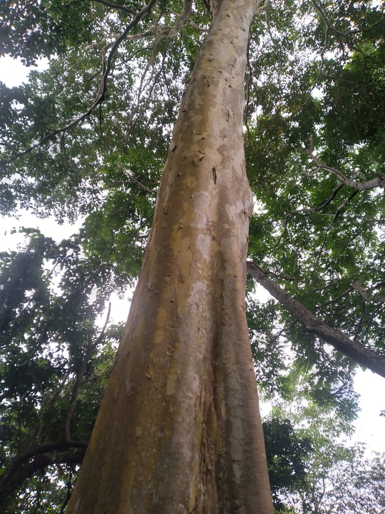 37.5 manzanas de oportunidad en Ahuachapán, Apaneca, Taltapanca. 1000msnm