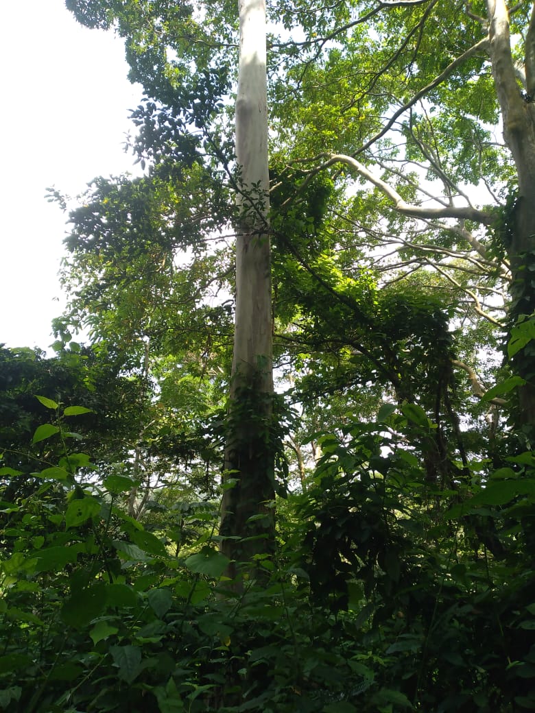 37.5 manzanas de oportunidad en Ahuachapán, Apaneca, Taltapanca. 1000msnm