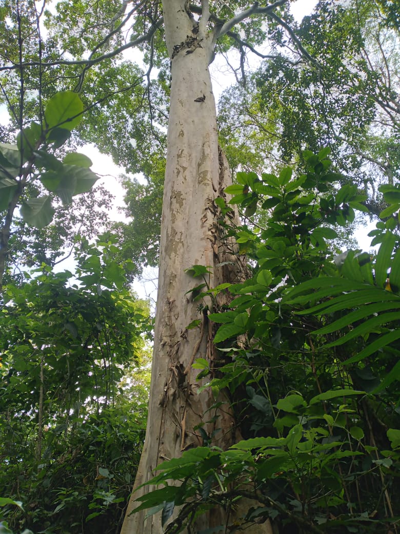 37.5 manzanas de oportunidad en Ahuachapán, Apaneca, Taltapanca. 1000msnm
