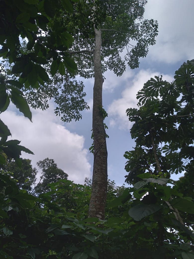 37.5 manzanas de oportunidad en Ahuachapán, Apaneca, Taltapanca. 1000msnm